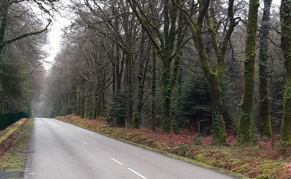Image d'une route forestière bretonne