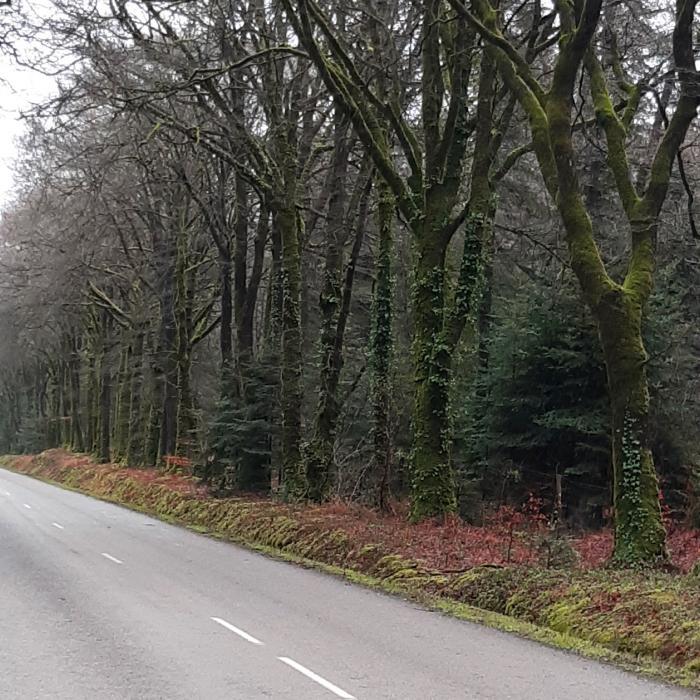 Image d'une route forestière bretonne